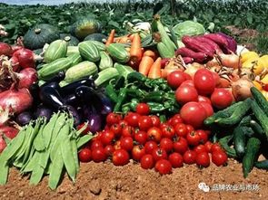 农产品卖不动？直供直销新链路模式破解蔬菜滞销难题