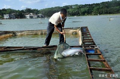 日本核污水入海冲击全球水产，内陆水产养殖或将迎来机遇与挑战
