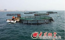 从海洋到餐桌 水产养殖与加工产业链的全面解析