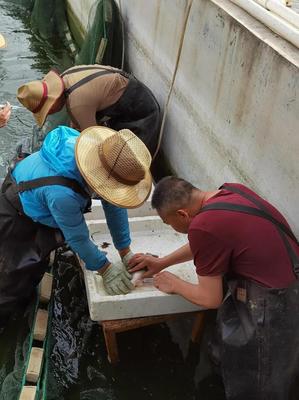 内陆水产养殖新突破 省海洋与水产科学研究院成功实现加州鲈鱼规模化繁育