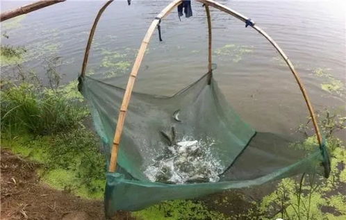 内陆水产养殖销售 把握未来趋势，养殖者行动指南