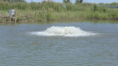 乌拉特前旗两家水产健康养殖示范场入选“国家队”，引领内陆水产养殖销售新篇章