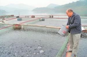 内陆水产养殖攻略 9大方法有效降低饲料成本，提升销售利润