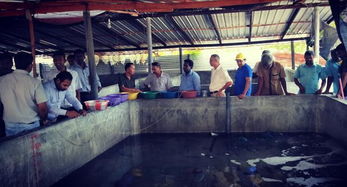 斯里兰卡召开海参生态养殖技术推广现场会，推动内陆水产养殖与销售协同发展