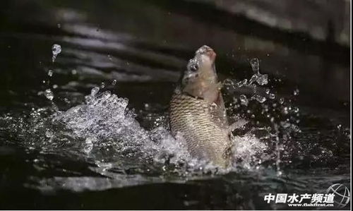 新冠疫情防控期间水产养殖病害防控别松懈