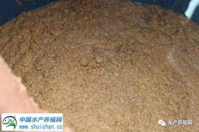 退伍军人土塘试养对虾亩产1100斤,这里内陆淡水养殖即将雄起!
