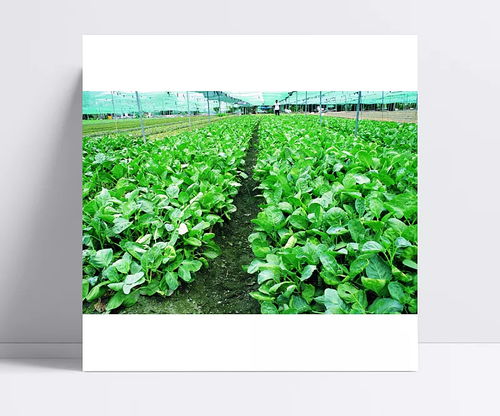 田园清蔬 菜园里的绿叶情怀