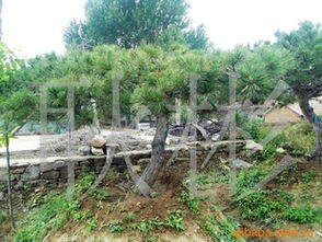 供应工程苗油松3-7m 价格、厂商与选购指南