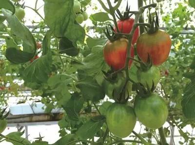 2016年最酷的100项科技创新 内陆水产养殖销售领域的中国企业力量