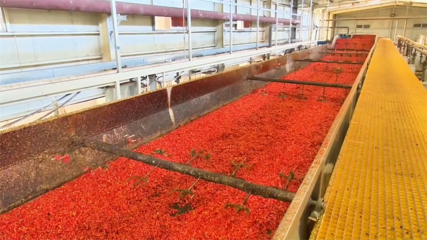 高台 脱水蔬菜走俏国际市场 内陆水产养殖产销两旺